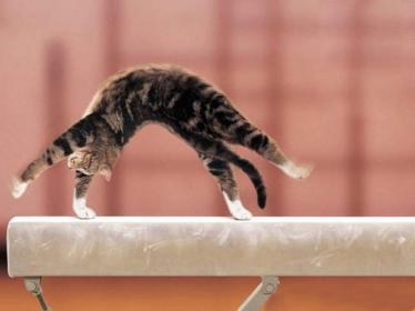Cat Competition