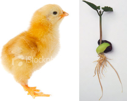 Chicken Or The Seed