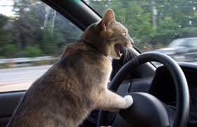 Clever Driver