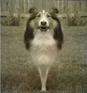 Dog experiments