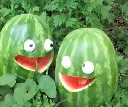 Eat the watermelons