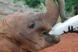 Elephant's milk