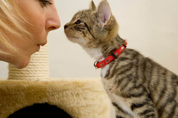 The Cat?