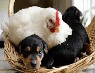The hen and the dog