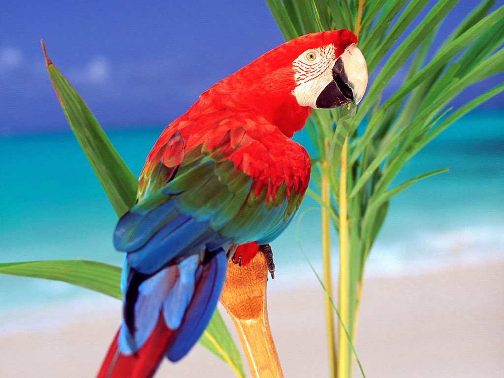 The parrot