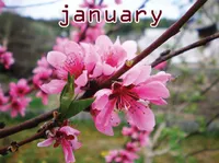 Định nghĩa & cách phát âm từ January