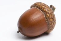 Định nghĩa & cách phát âm từ acorn