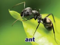 Định nghĩa & cách phát âm từ ant