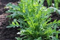 Định nghĩa & cách phát âm từ arugula