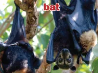 Định nghĩa & cách phát âm từ bat