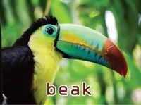 Định nghĩa & cách phát âm từ beak
