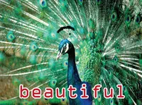 Định nghĩa & cách phát âm từ beautiful