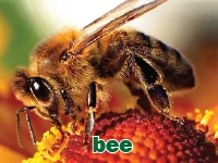 Định nghĩa & cách phát âm từ bee