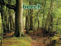 Định nghĩa & cách phát âm từ beech