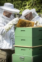 Định nghĩa & cách phát âm từ beehive