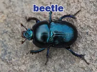 Định nghĩa & cách phát âm từ beetle