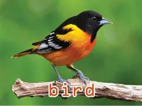 Định nghĩa & cách phát âm từ bird