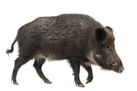 Định nghĩa & cách phát âm từ boar