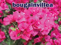 Định nghĩa & cách phát âm từ bougainvillea