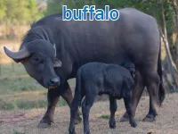 Định nghĩa & cách phát âm từ buffalo