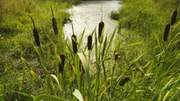 Định nghĩa & cách phát âm từ bulrush