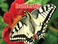 Định nghĩa & cách phát âm từ butterfly