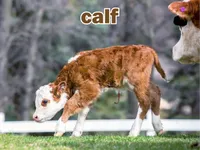 Định nghĩa & cách phát âm từ calf