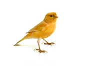 Định nghĩa & cách phát âm từ canary