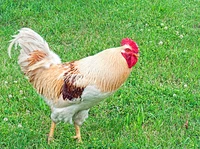 Định nghĩa & cách phát âm từ capon