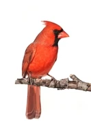 Định nghĩa & cách phát âm từ cardinal