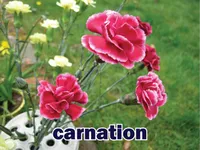 Định nghĩa & cách phát âm từ carnation