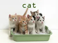 Định nghĩa & cách phát âm từ cat
