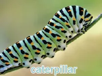 Định nghĩa & cách phát âm từ caterpillar