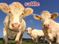 Định nghĩa & cách phát âm từ cattle