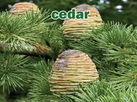 Định nghĩa & cách phát âm từ cedar