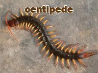 Định nghĩa & cách phát âm từ centipede
