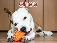 Định nghĩa & cách phát âm từ chew