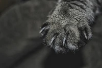 Định nghĩa & cách phát âm từ claw