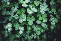 Định nghĩa & cách phát âm từ clover