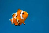 Định nghĩa & cách phát âm từ clownfish