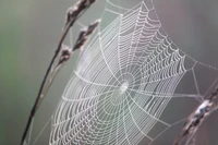 Định nghĩa & cách phát âm từ cobweb