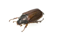 Định nghĩa & cách phát âm từ cockchafer