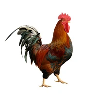 Định nghĩa & cách phát âm từ cockerel