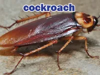 Định nghĩa & cách phát âm từ cockroach