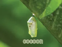 Định nghĩa & cách phát âm từ cocoon