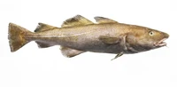 Định nghĩa & cách phát âm từ cod