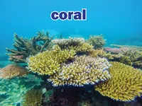 Định nghĩa & cách phát âm từ coral
