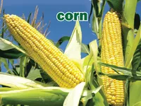 Định nghĩa & cách phát âm từ corn