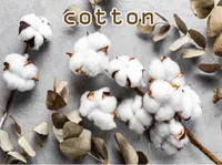 Định nghĩa & cách phát âm từ cotton