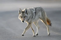 Định nghĩa & cách phát âm từ coyote